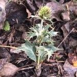 Eryngium campestre Levél