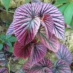 Begonia brevirimosa Leaf