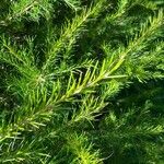 Grevillea juniperina Leaf