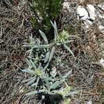 Helianthemum syriacum Hábito