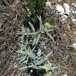 Helianthemum syriacumCelota