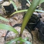 Nerine sarniensis Leaf