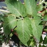 Lycopersicon esculentum Leaf