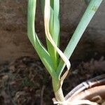 Allium ascalonicum List