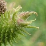 Xanthium orientale Fruto