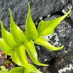 Cyrtomium falcatum 葉