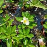 Ludwigia adscendens Blüte