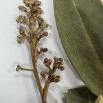 Ocotea guianensis Fleur