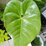 Anthurium nymphaeifolium Fulla