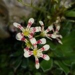 Saxifraga cotyledon 花