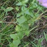 Sabatia angularis Blatt