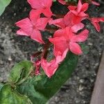 Plumbago indica 花