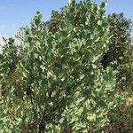 Lopholaena coriifolia Hábitos