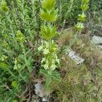 Sideritis fruticulosa Fleur