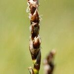 Carex myosuroides Fruit