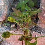 Hieracium racemosum Leaf