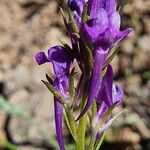 Linaria pelisseriana Flors