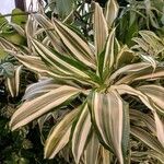 Dracaena fragrans List