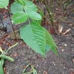 Dahlia imperialis Yaprak