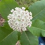 Asclepias variegata 花