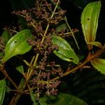 Miconia brevitheca Ліст