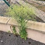 Lactuca sativa Habit
