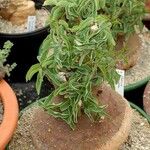 Adenia volkensii Alkat (teljes növény)
