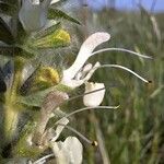 Salvia austriaca Цвят