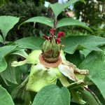 Paeonia mascula Fruit