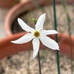 Narcissus serotinus Flower