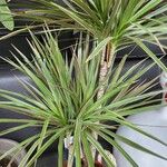 Dracaena reflexa Lam.List