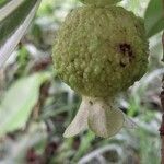 Carpotroche brasiliensis Fruit