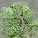 Anadenanthera colubrina ഇല