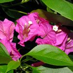 Bougainvillea glabra Blomst