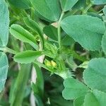 Medicago polymorphaFlower