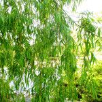 Salix babylonica Hoja