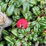 Cotoneaster microphyllus Frukt