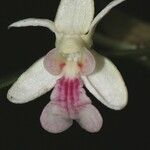 Dendrobium arfakense