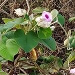 Argyreia nervosa Flower