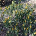 Medicago arborea Συνήθη χαρακτηριστικά