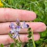 Astragalus alpinus Λουλούδι