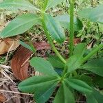 Talinum fruticosum Leaf