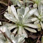 Lucilia kunthiana Leaf