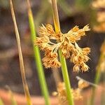 Juncus effususFleur