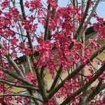 Prunus mume Квітка