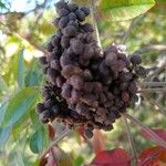 Rhus copallinum Fruchs