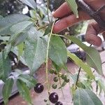 Prunus serotina Fruto