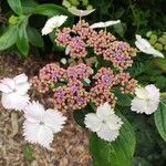 Hydrangea serrata Flor