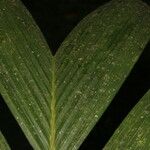 Calyptrogyne trichostachys Fruto