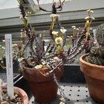 Euphorbia bulbispina